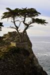 Vertical Lone Cypress
