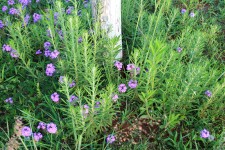 Weeds With Purple Verbena