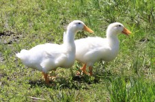 White Ducks Pair