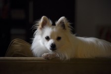 White Pomeranian Posed