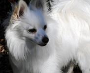 White Pomeranian Puppy