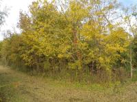 Yellow Autumn Bush