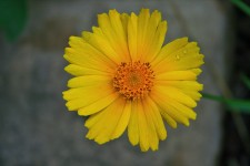 Yellow Daisy With Waterdrops