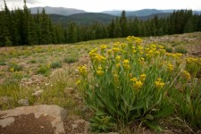 Yellow Flowers Mountain Meadow