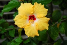 Yellow Hibiscus Flower