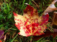 Yellow Red Maple Leaf