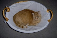 Yellow Tabby In Laundry Basket