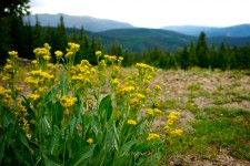 Yellow Weeds In Mountains