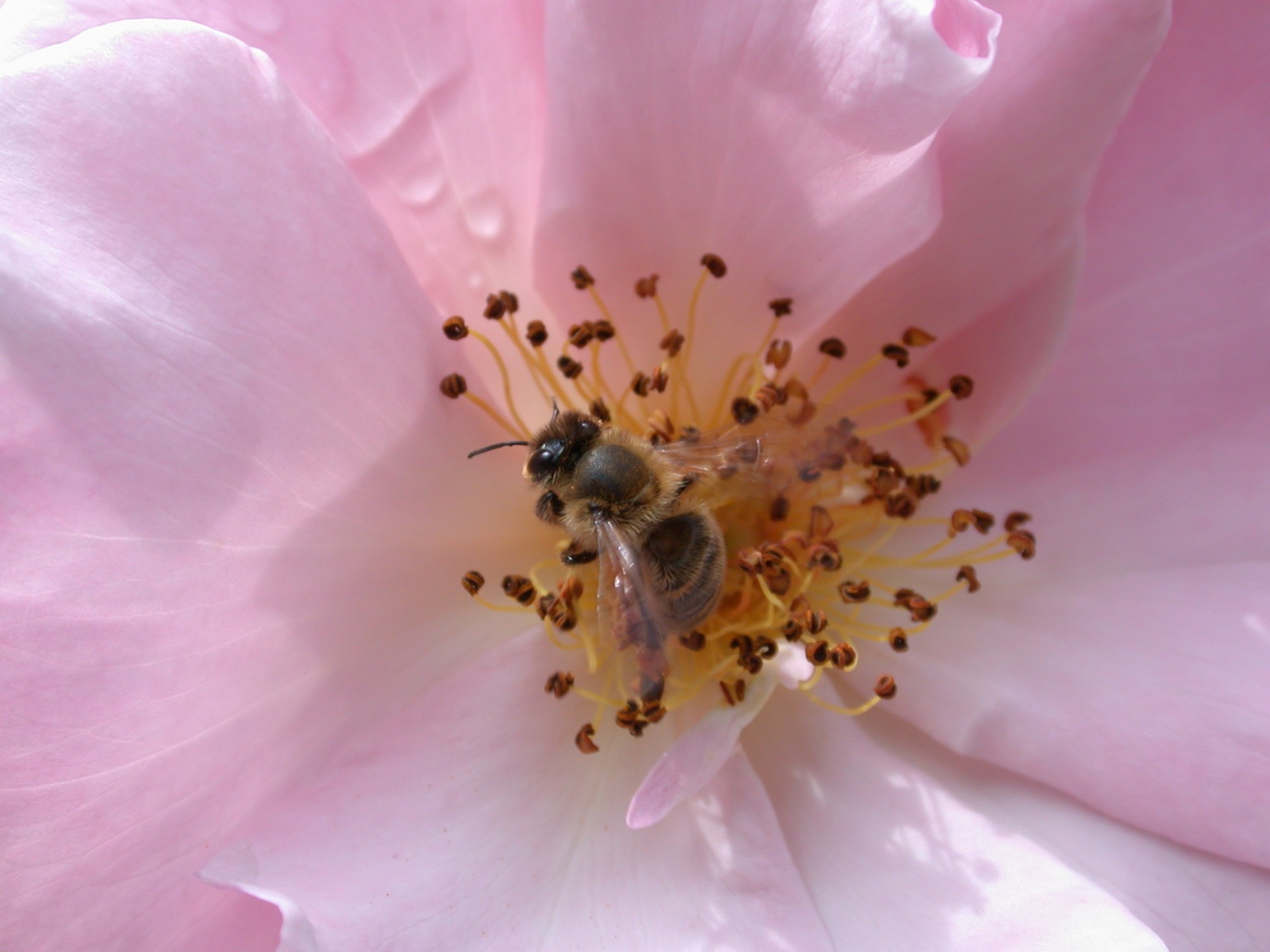 Bee bee in a rose