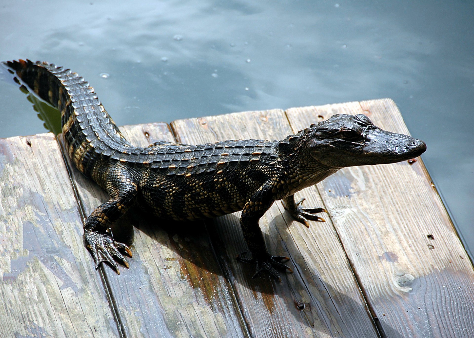 Alligator on a dock at Florida, USA.