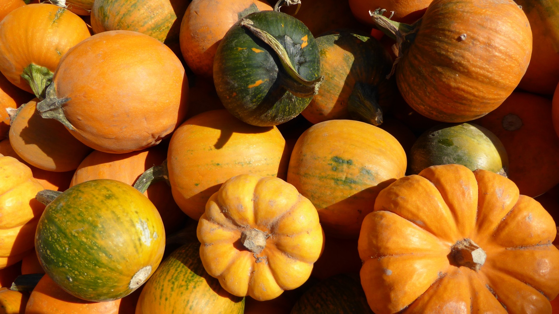 Assorted Squash And Gourds