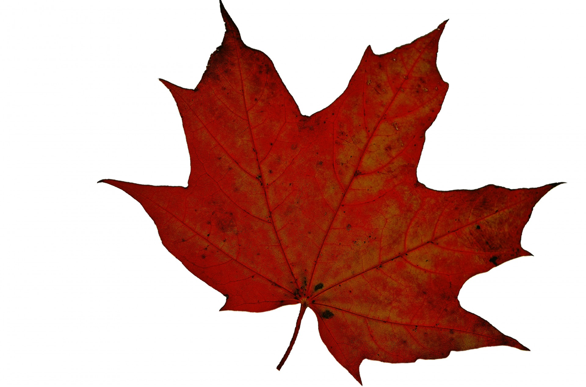 Red, brown autumn leaf isolated on white background