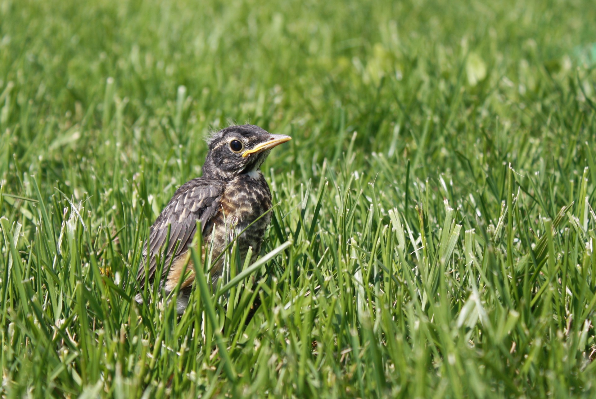 Baby bird fell from his nest, standing in grass