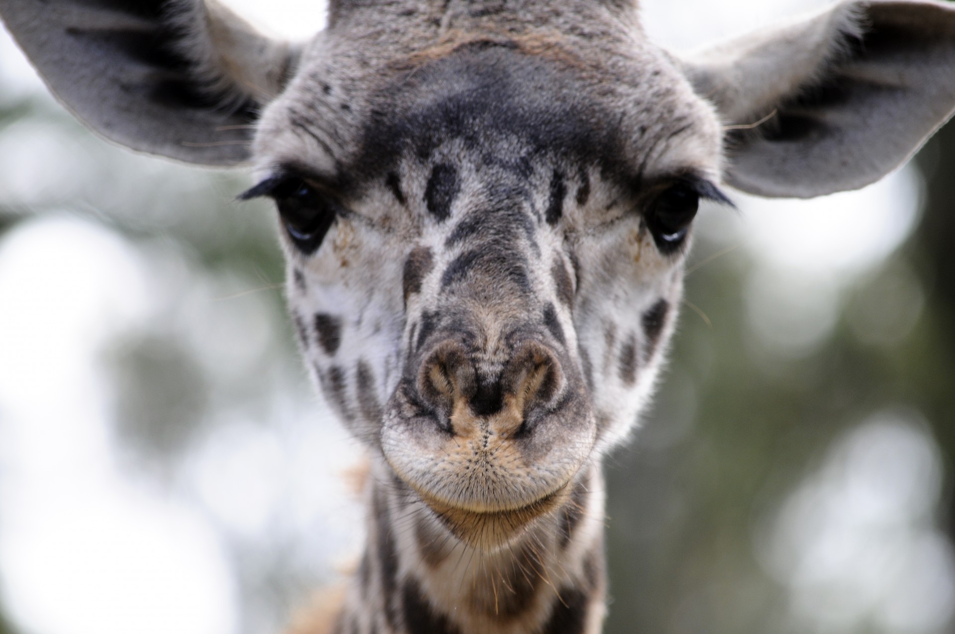 Baby Giraffe Face