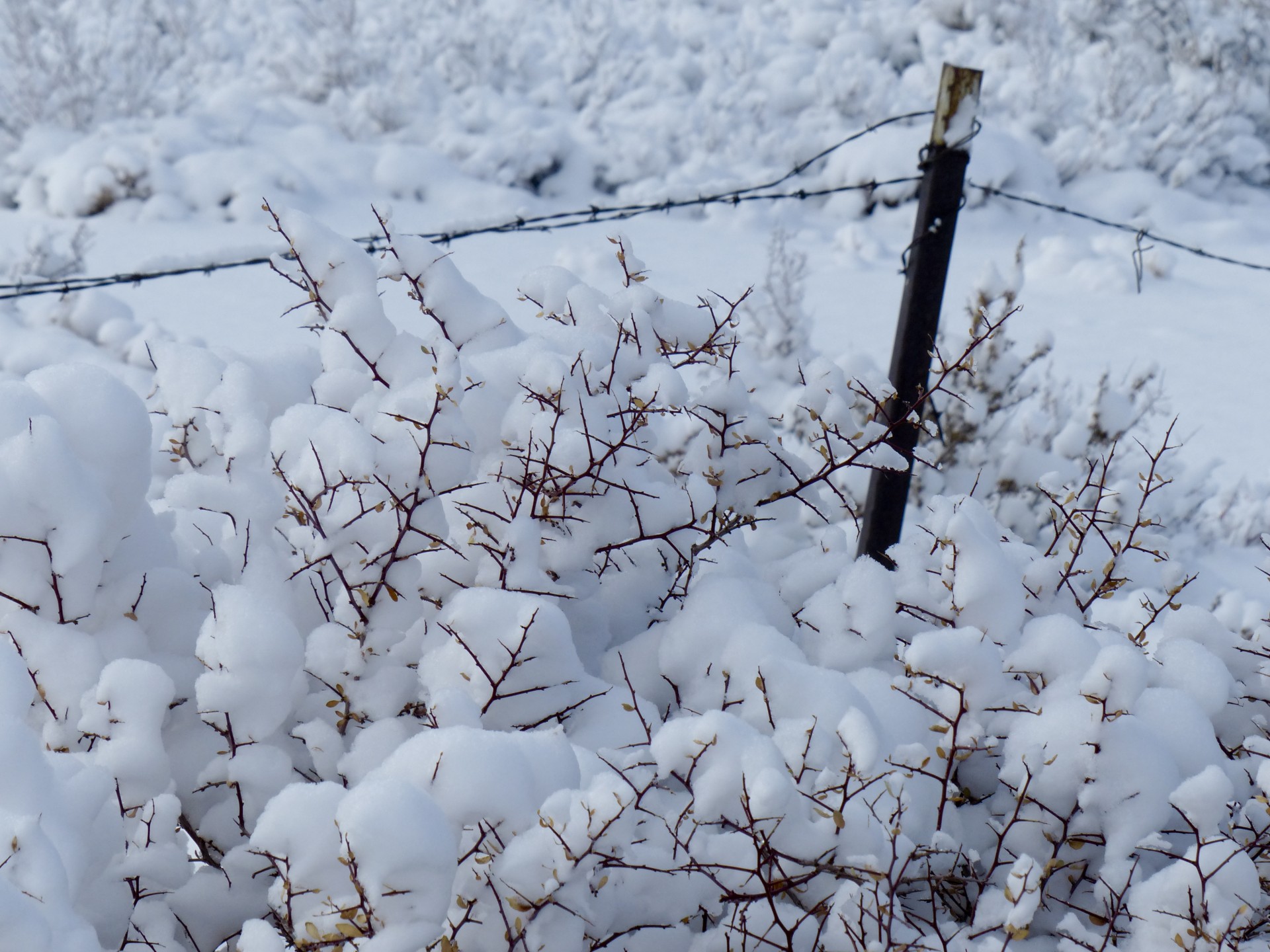 Barbed Wire Fence In Snow