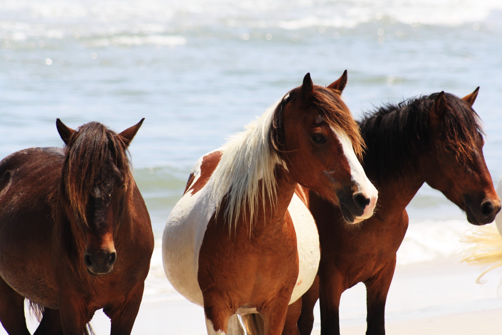 Closeup of wild horses posing on the beach.
