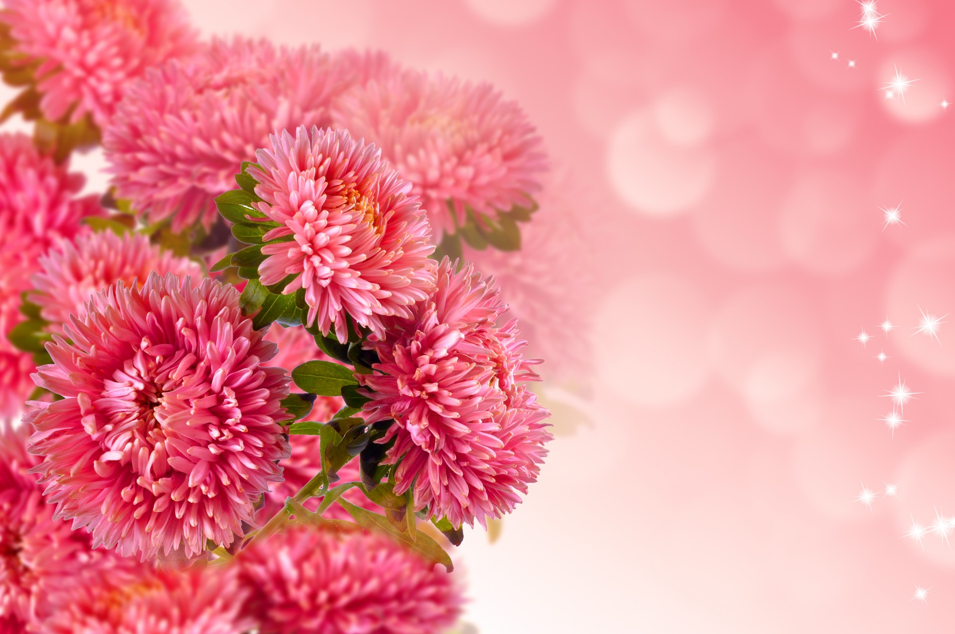 Beautiful Floral Background Free Stock Photo - Public Domain Pictures