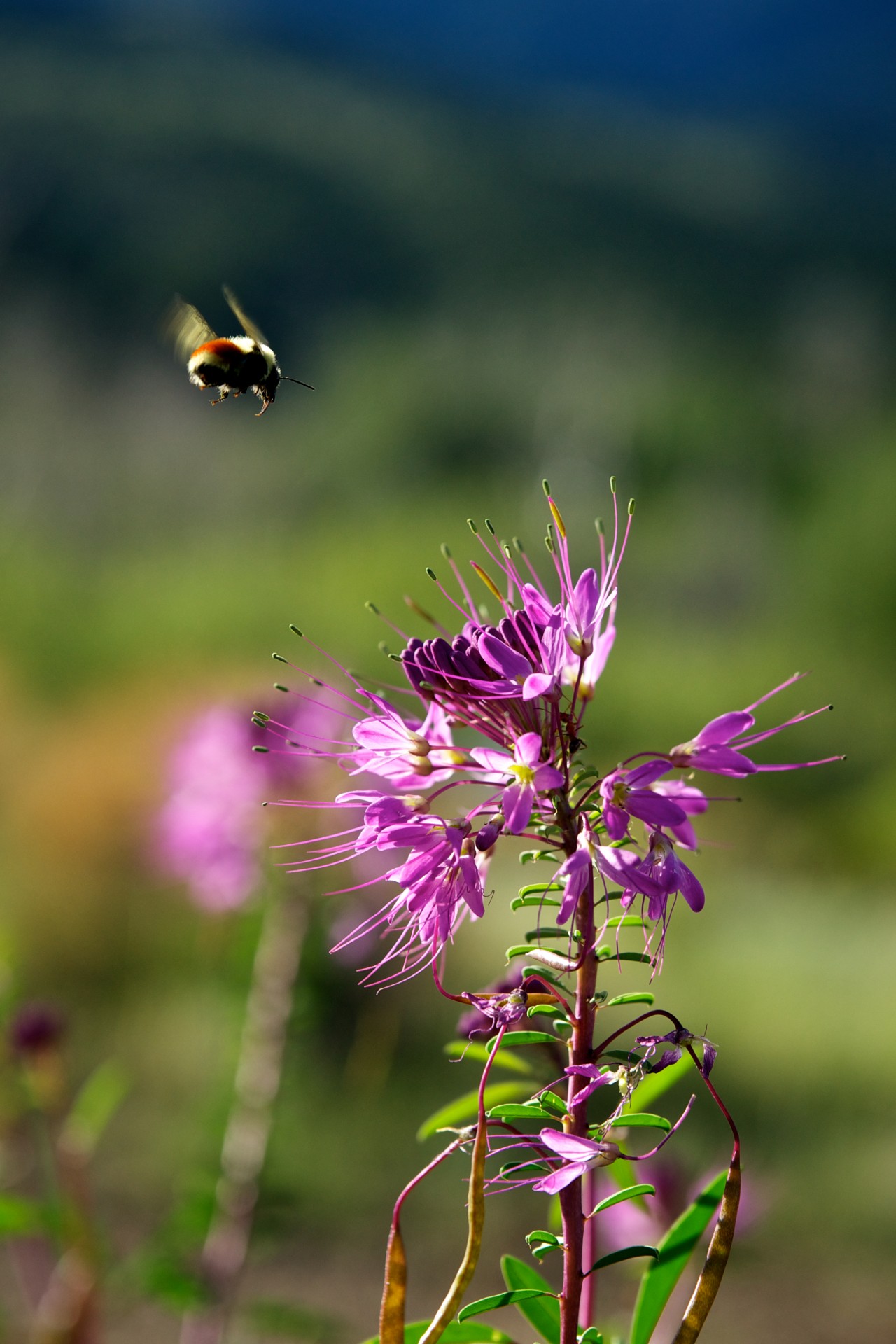 Bee Approaches Wildflower