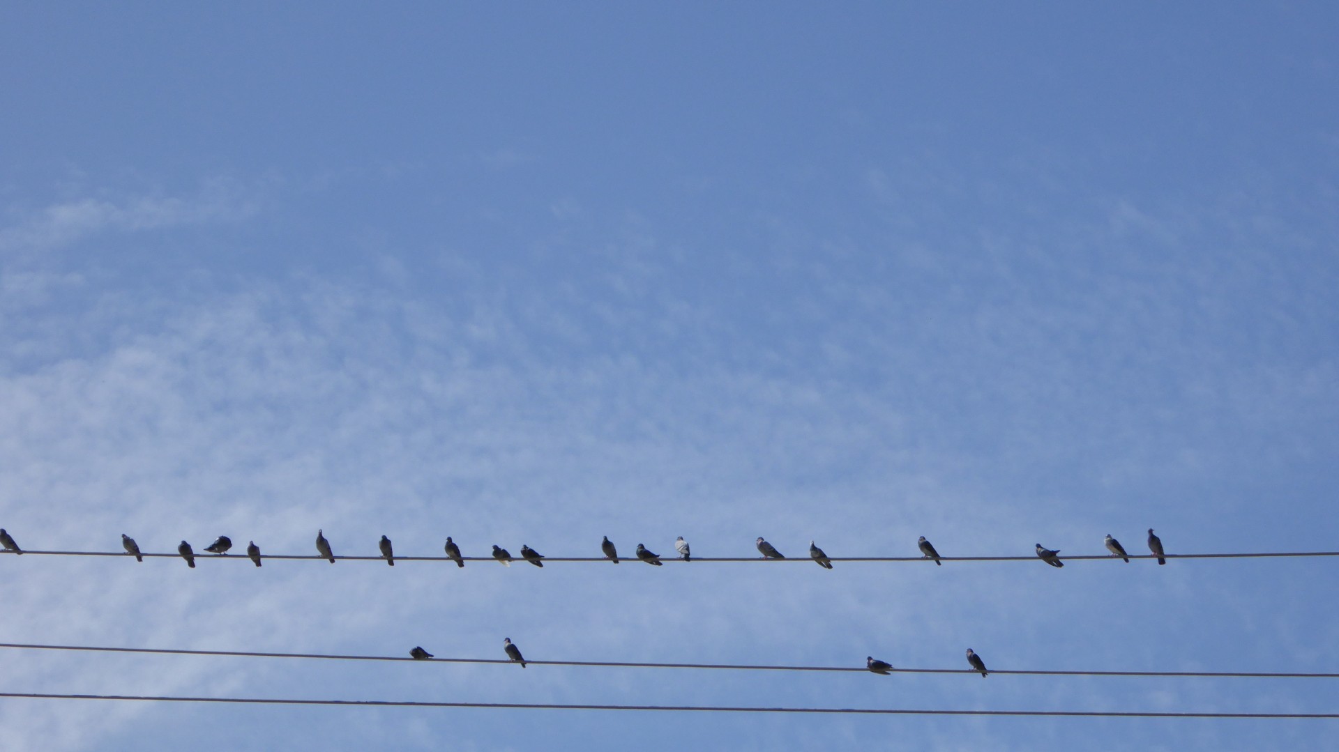 Birds On A Wire Background