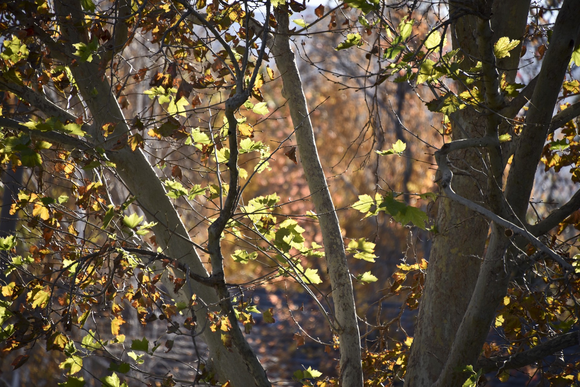 Leaves of gold and brown illuminated by the setting sun