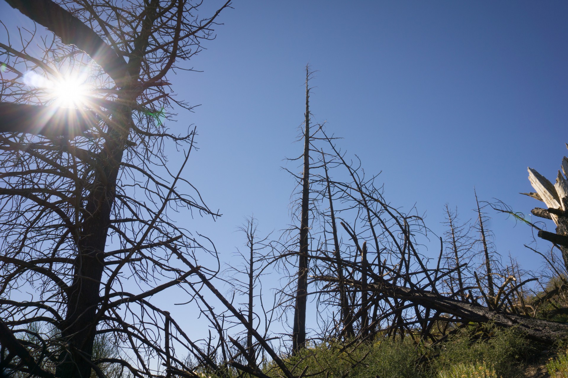 Charred Trees From National Forest