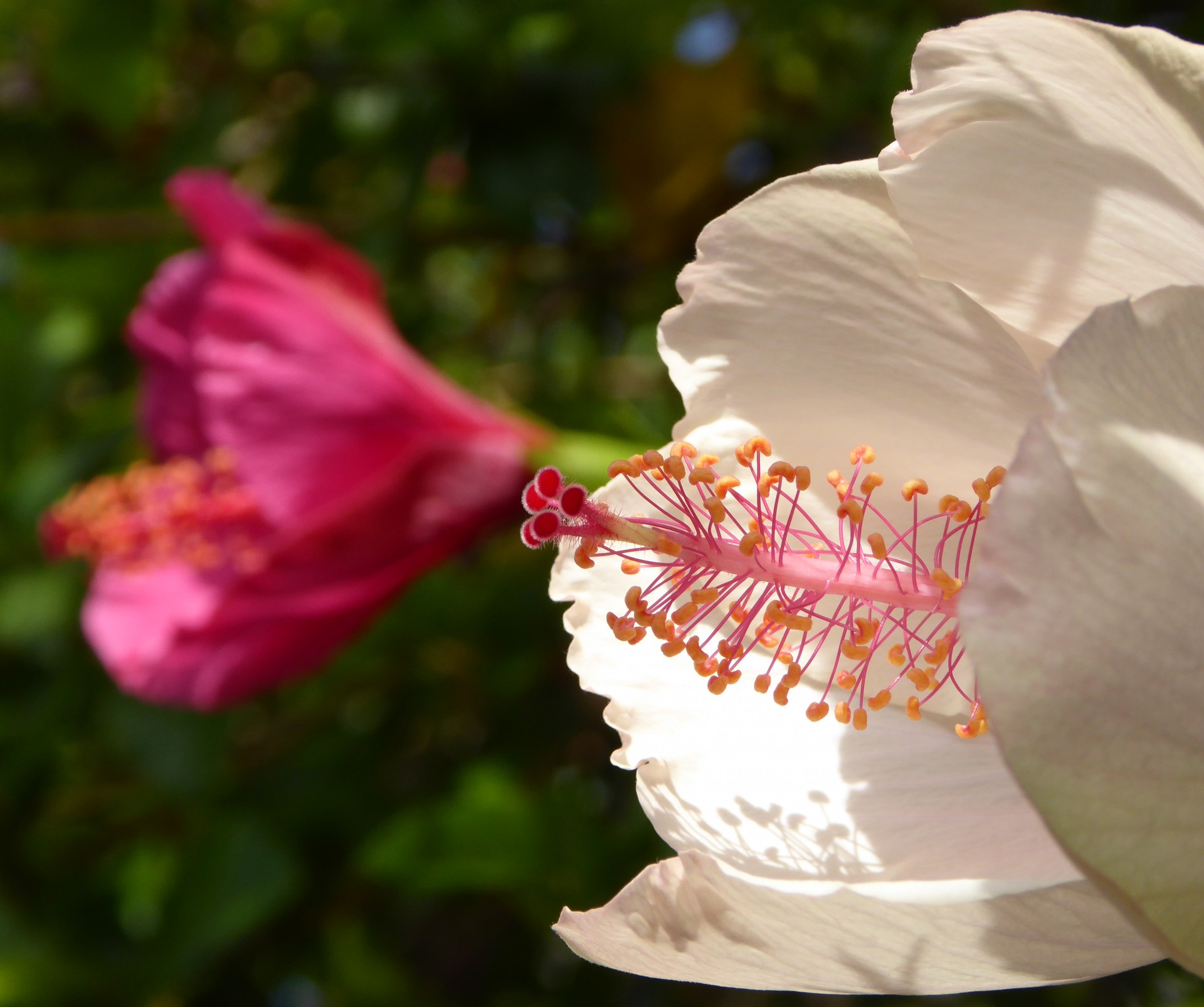 Close-up of a white hibiscus flower with pink center. Pink hibiscus in the background
