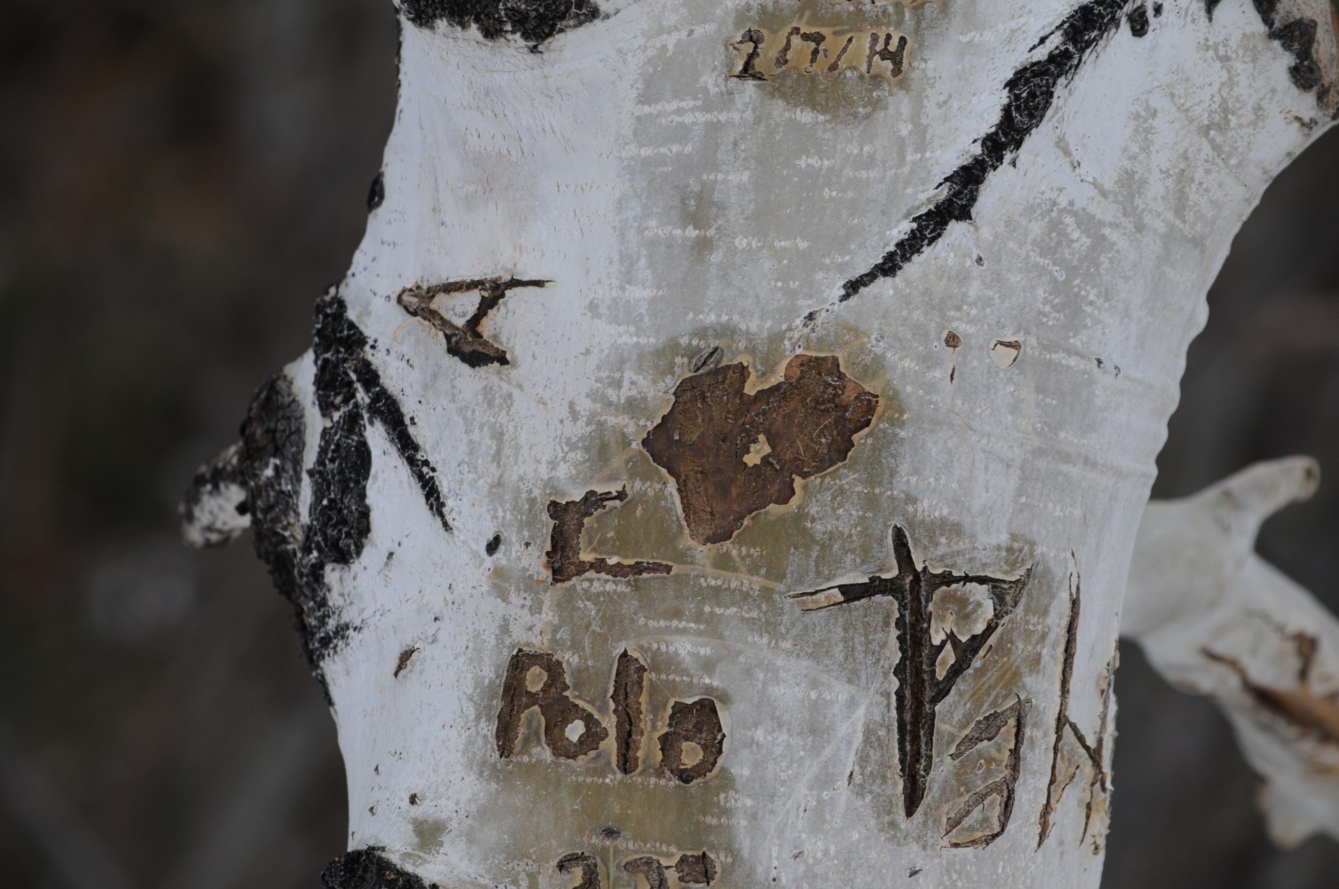 Close-up of proclaimed love carved in a tree trunk