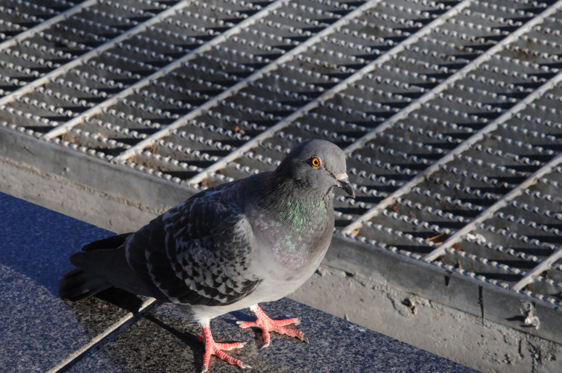 Close-up Of City Pigeon