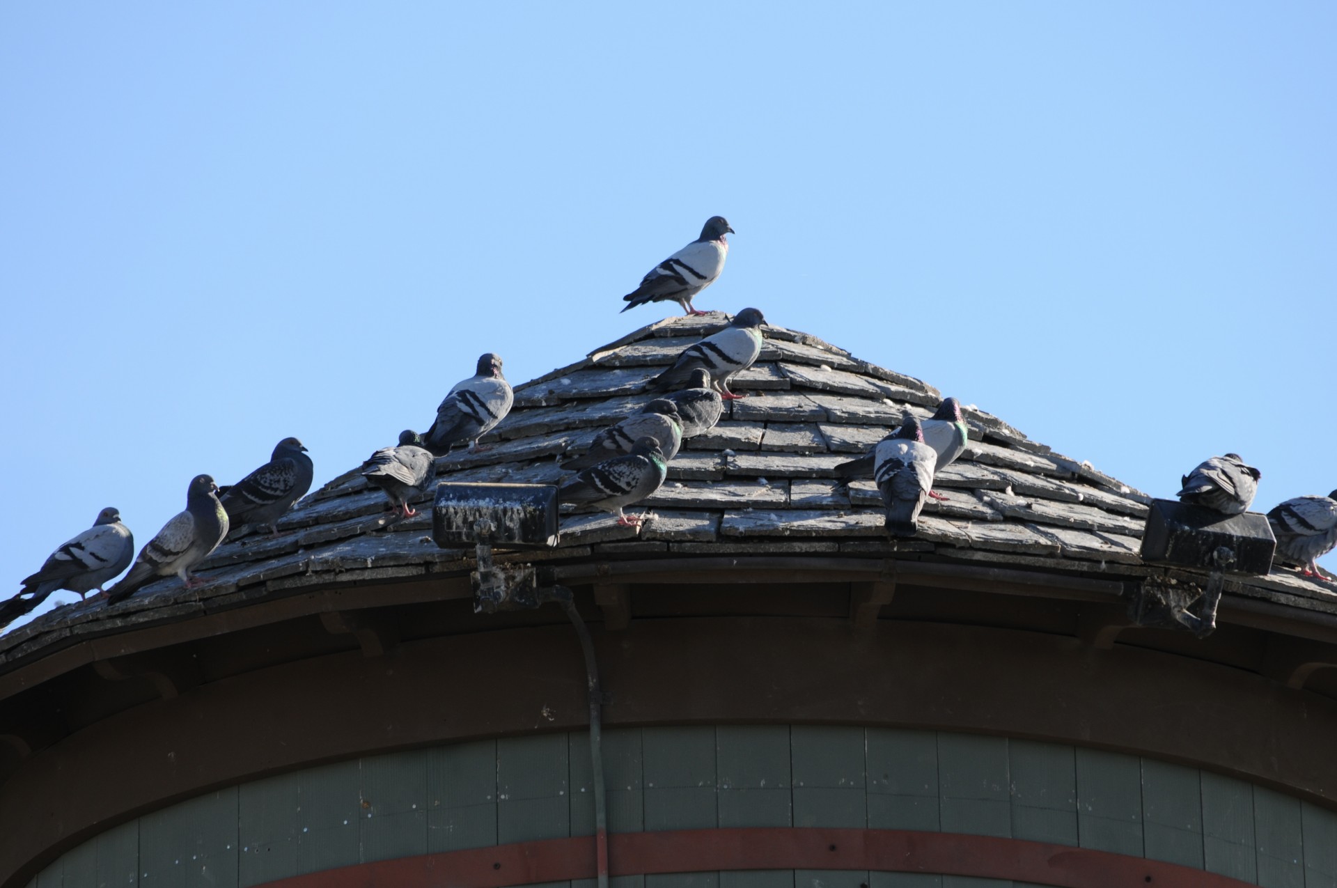 Close-up Of Pigeons On Water Tower