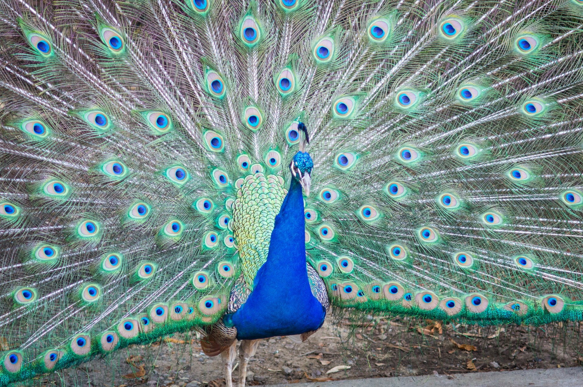 Colorful Peacock Plumage