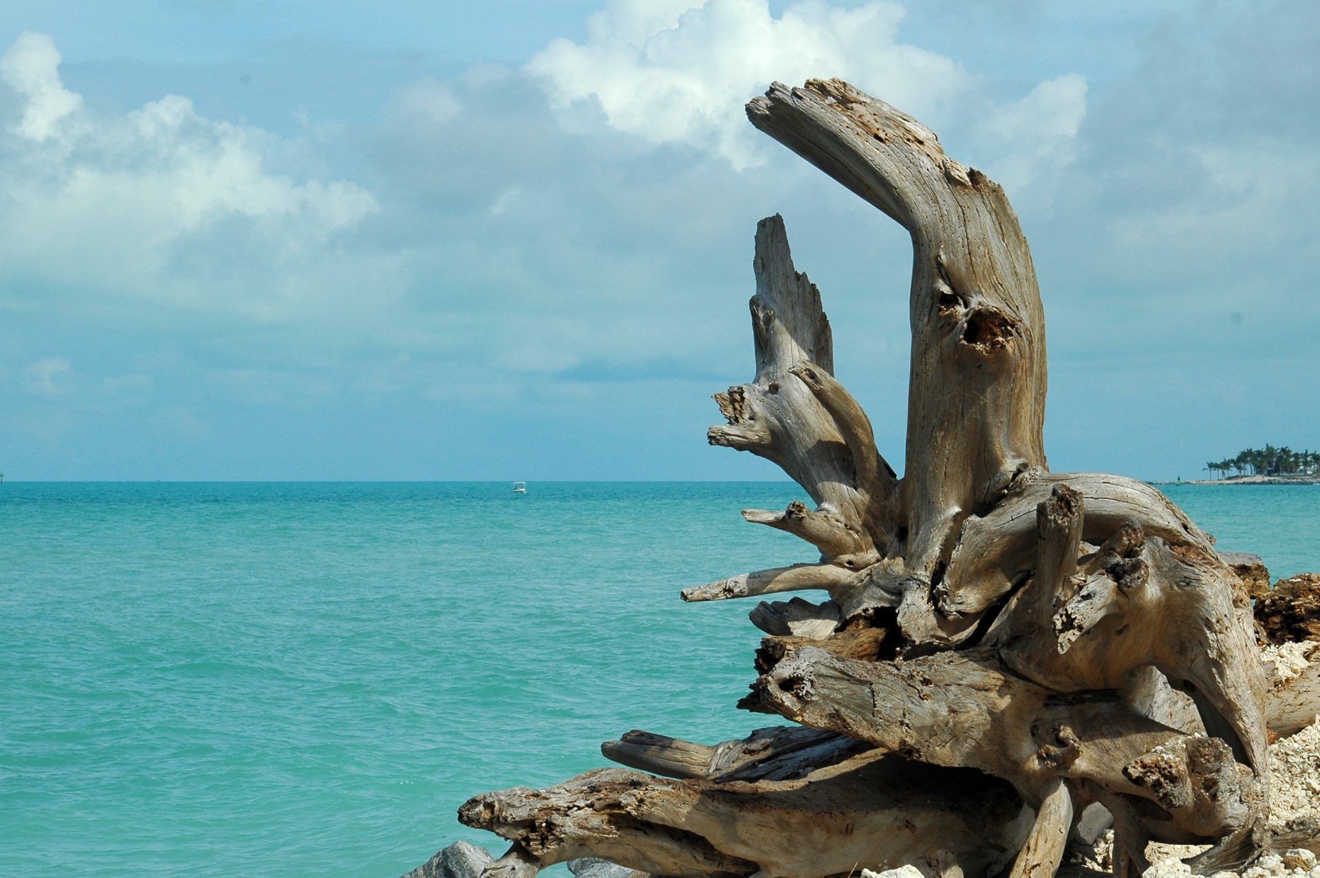 Driftwood On The Beach