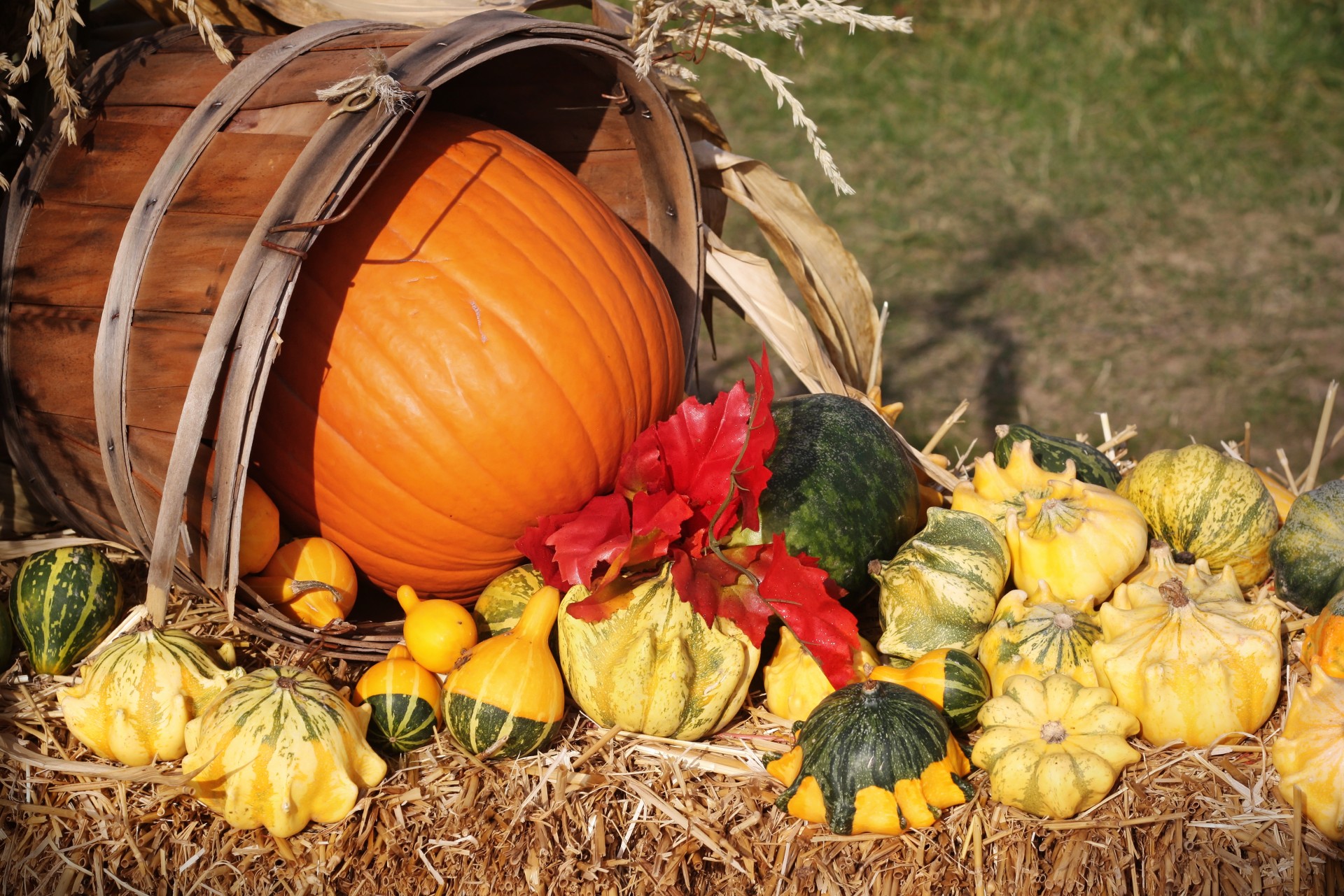 Fall Harvest Free Stock Photo Public Domain Pictures