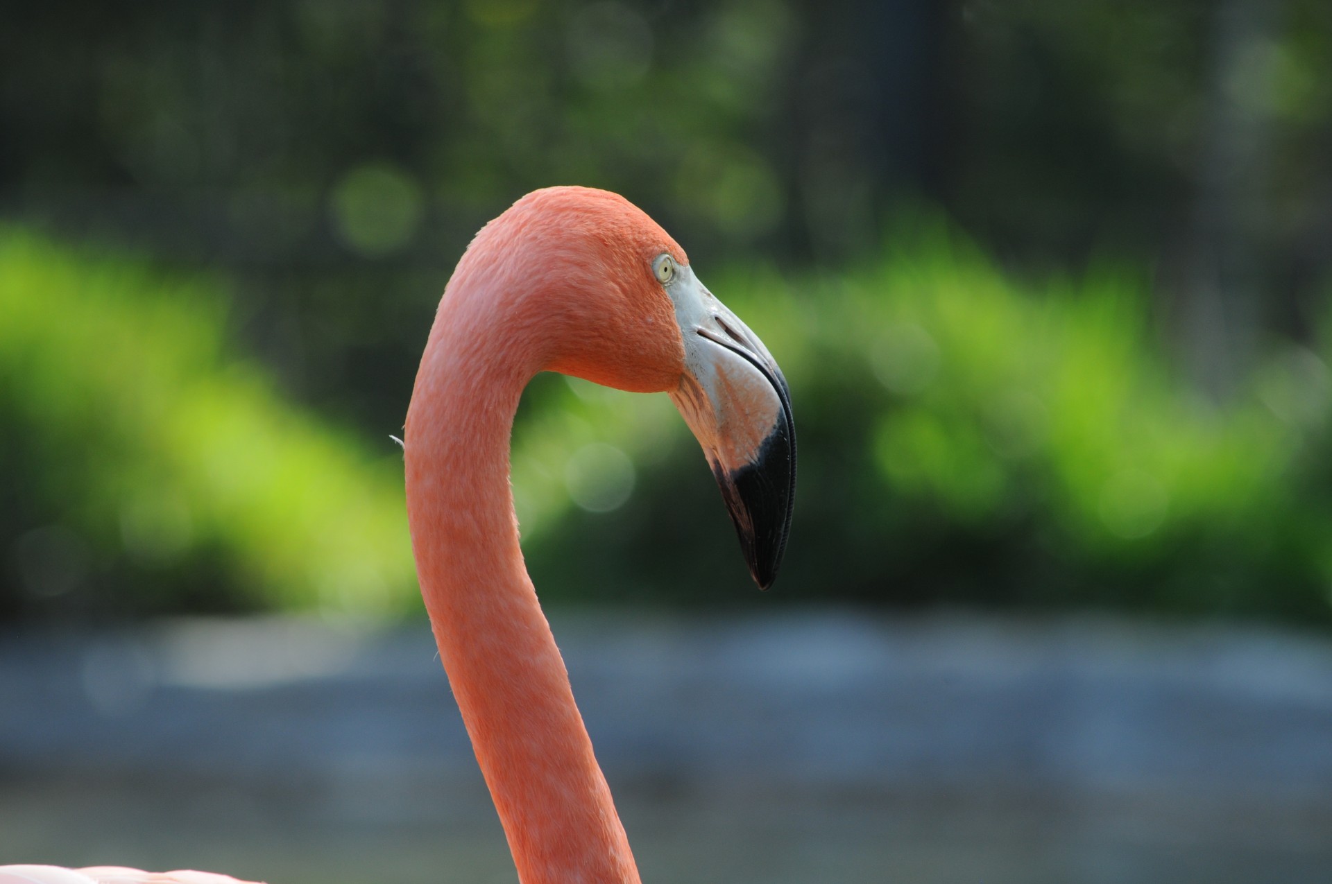 Close-up of a Flamingo's head with a drop of water hanging from its beak