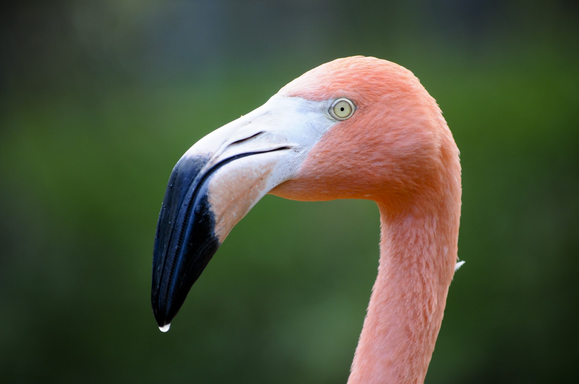 closer-up of flamingo who has just finished drinking water