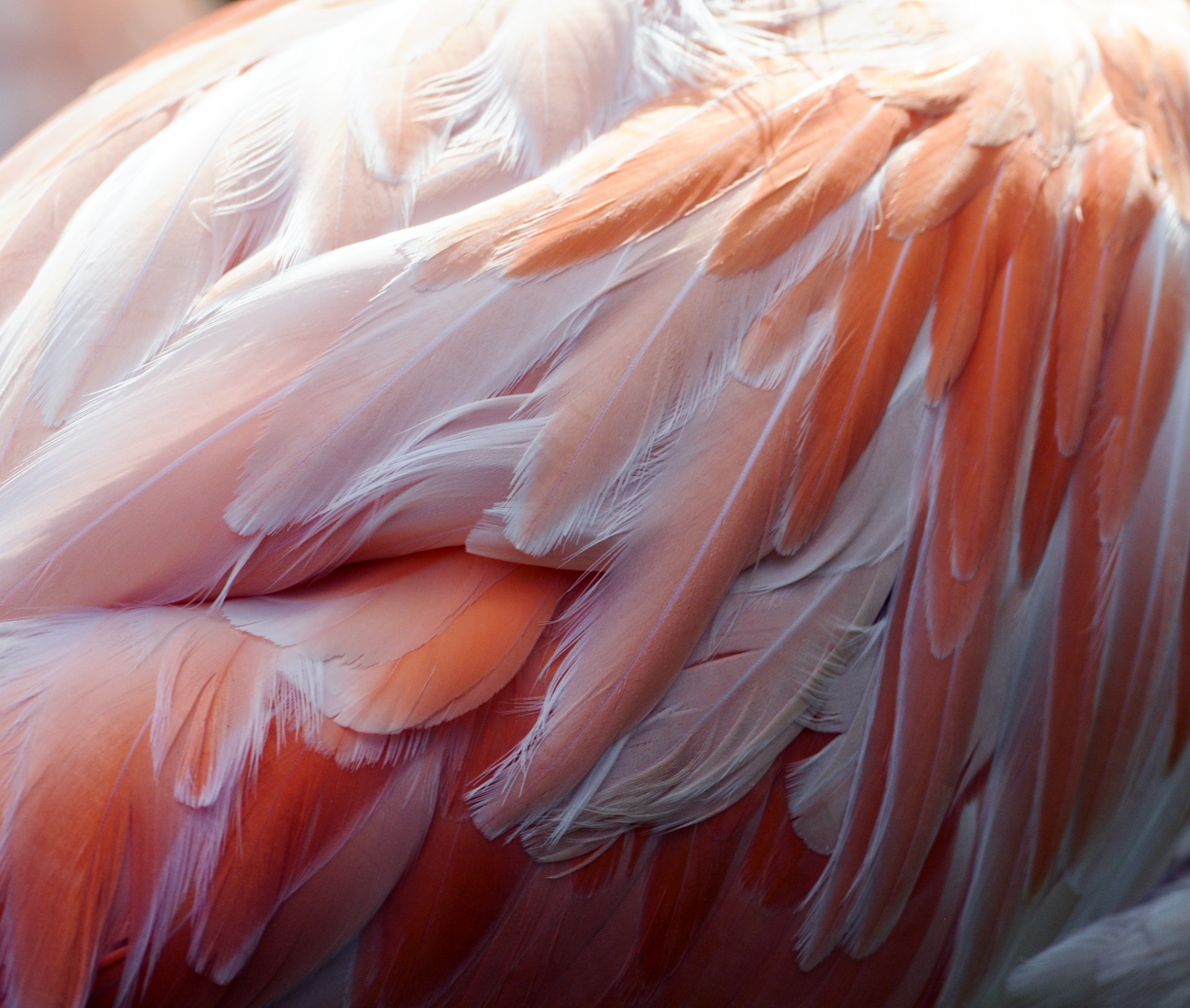 Close-up of the feathers from the back of a flamingo