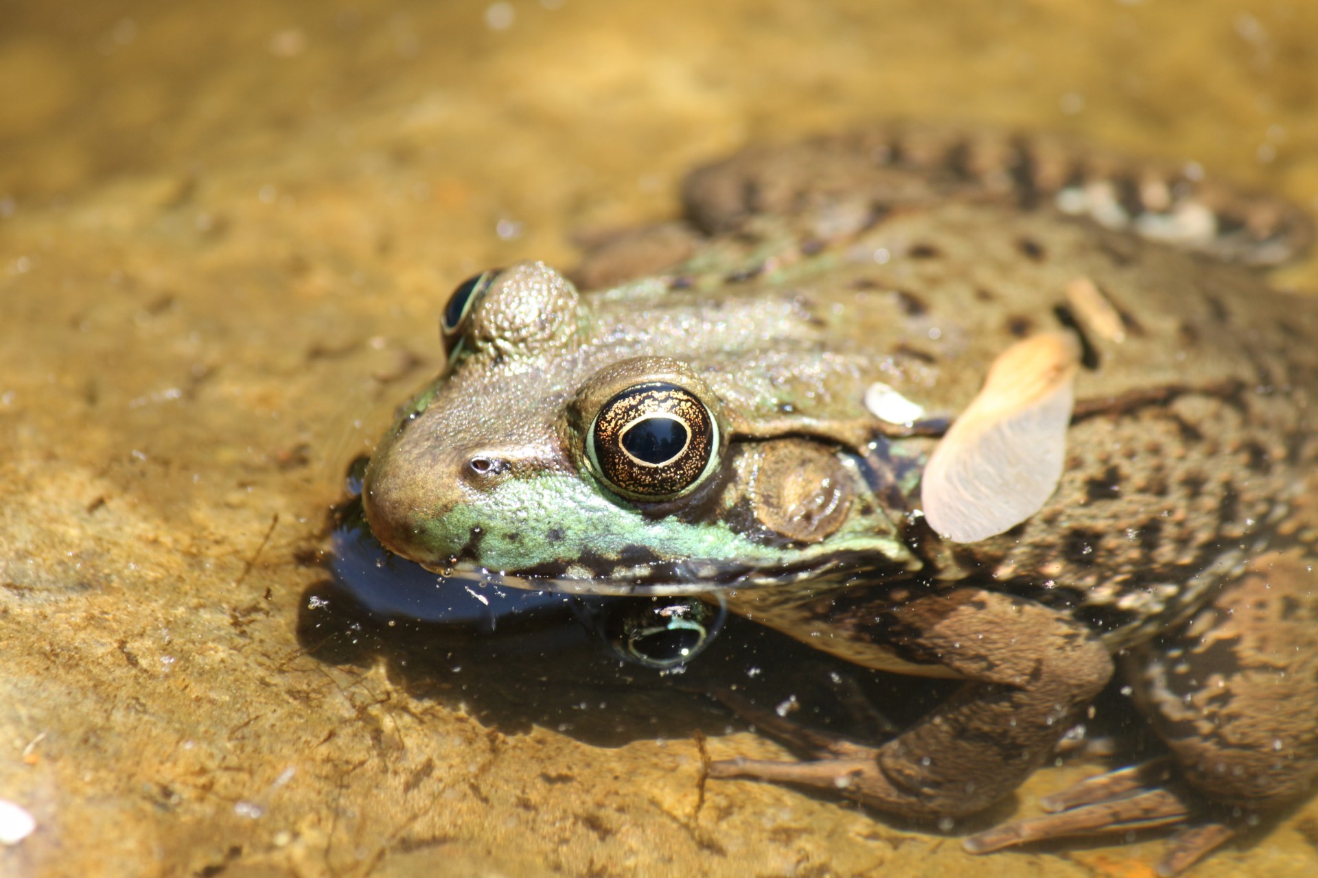 Frog In Shallow Pond