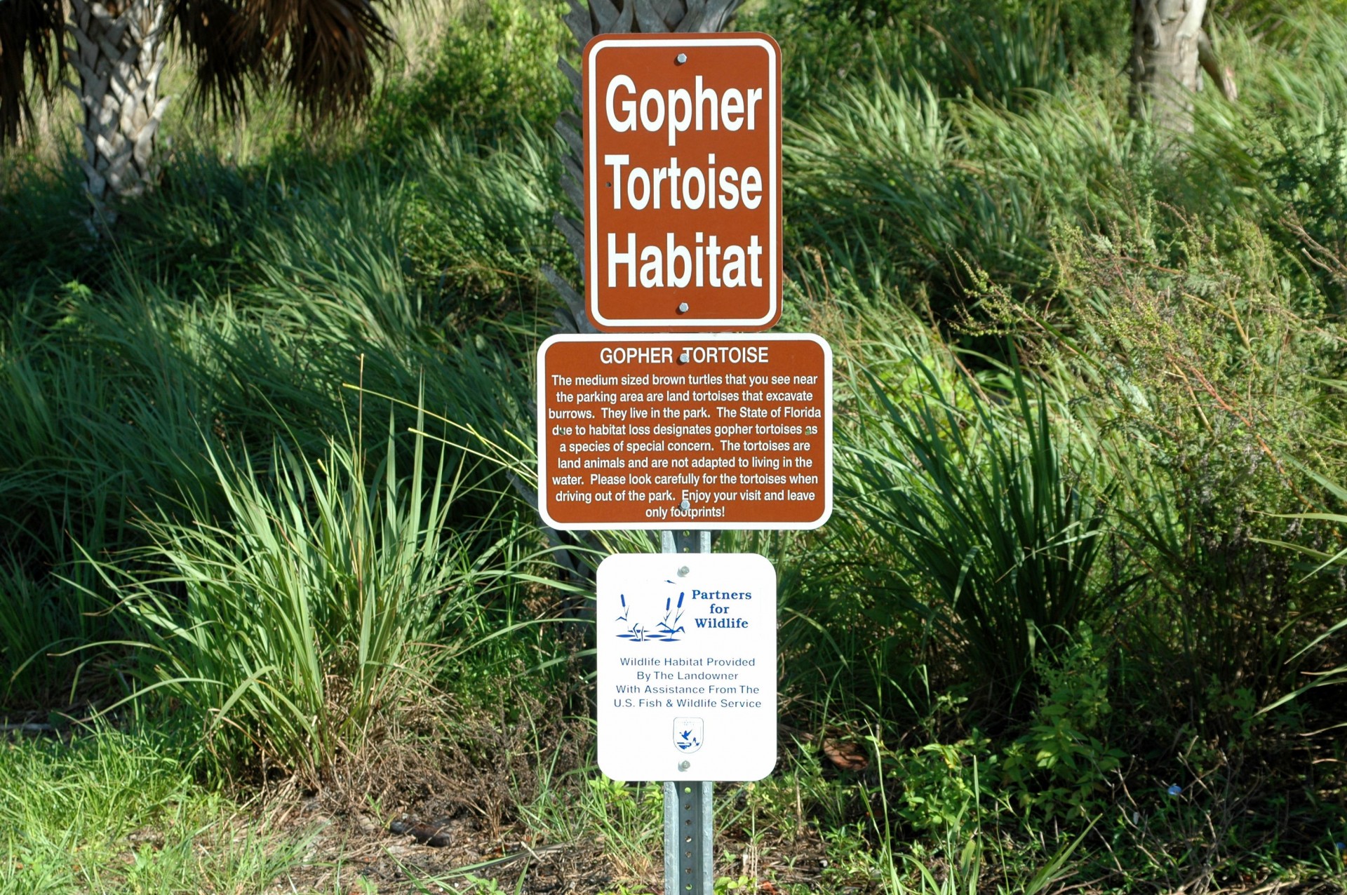 Gopher Tortoise Sign