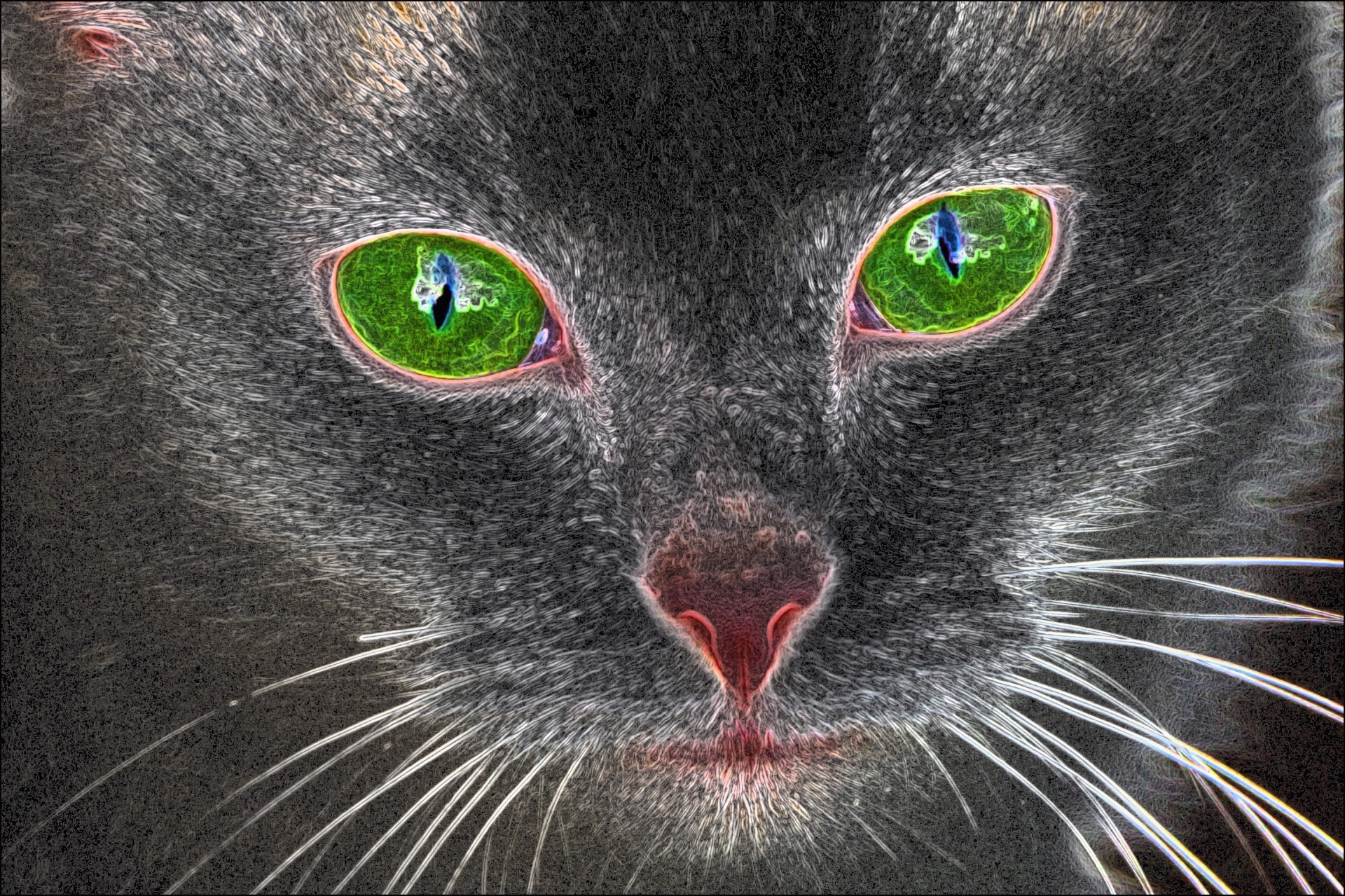 Green Eyed Cat - Photo sketching using free iOS app Dark Sketch