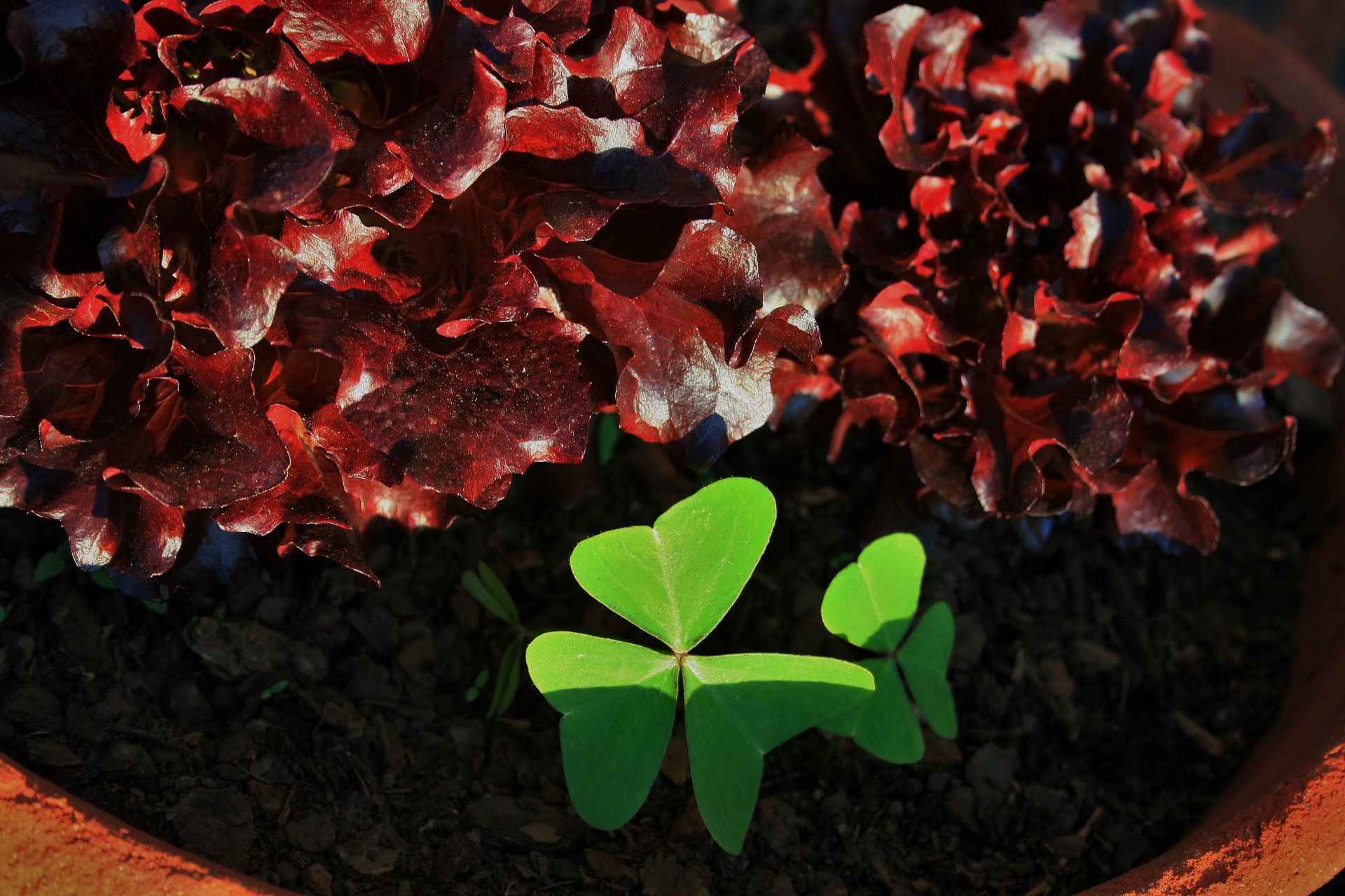 Green Oxalis And Red Lettuce