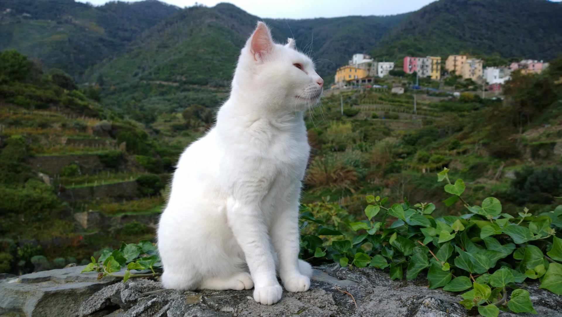 Italian White Cat