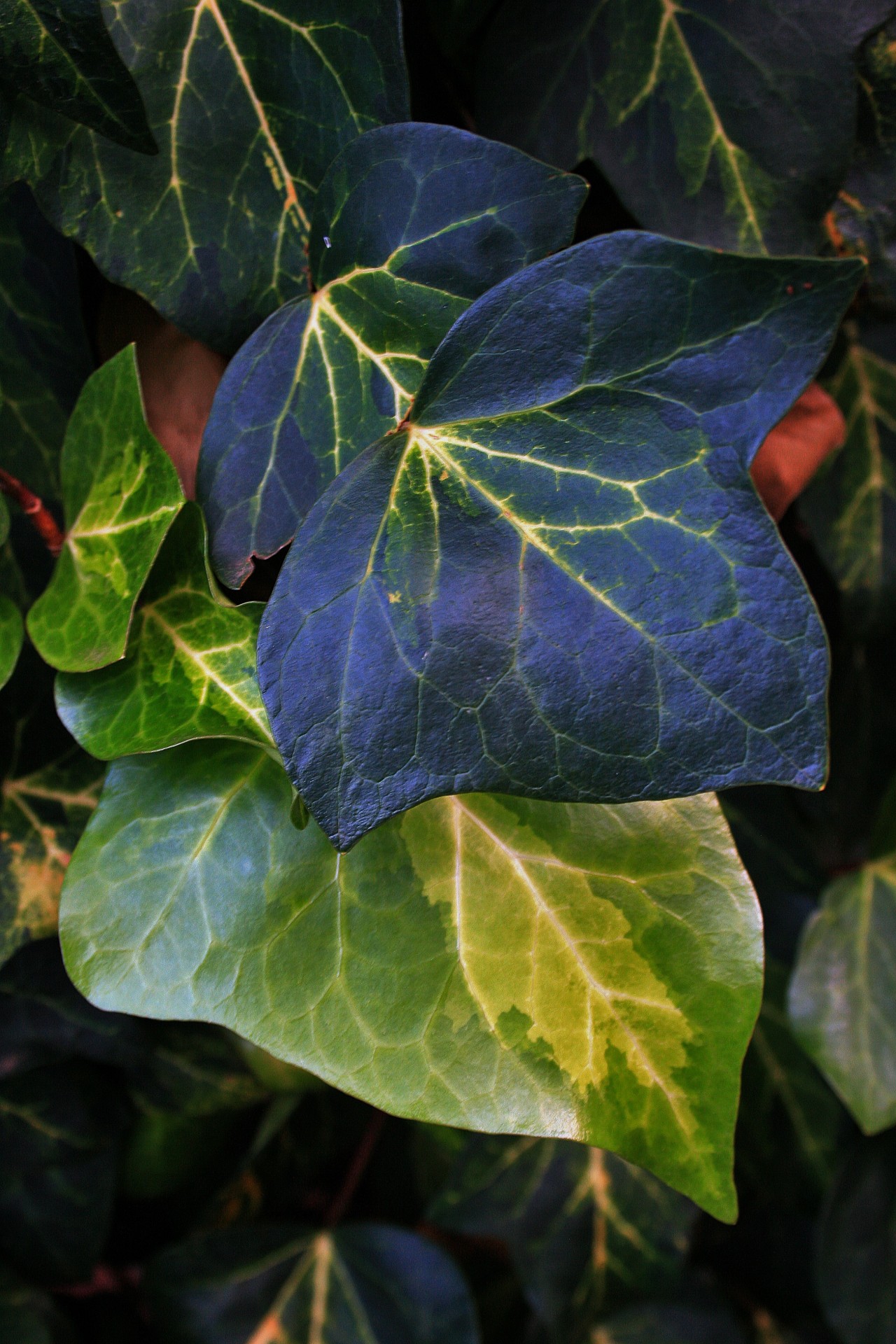 Ivy Leaves In Greens