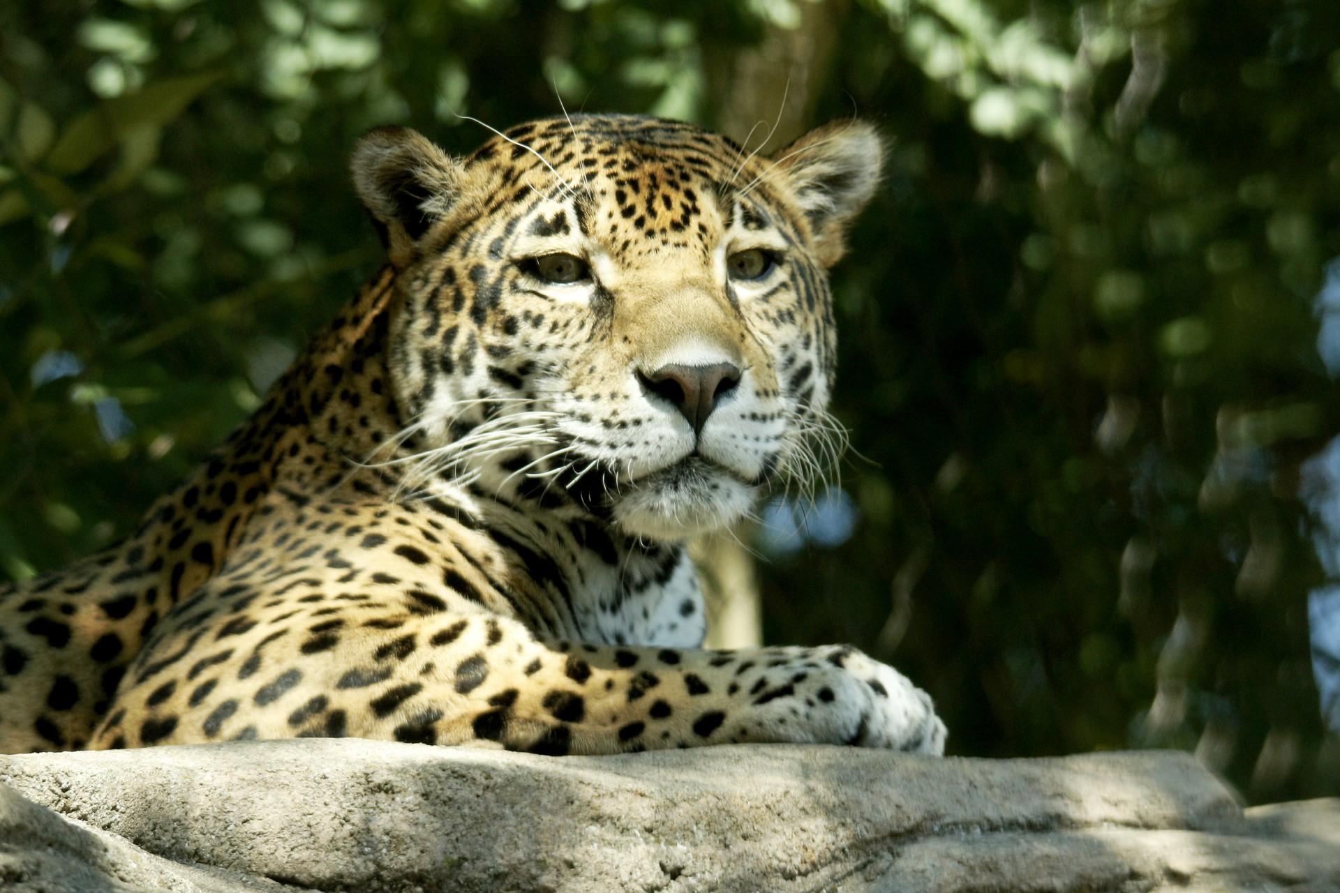 Jaguar On Rock