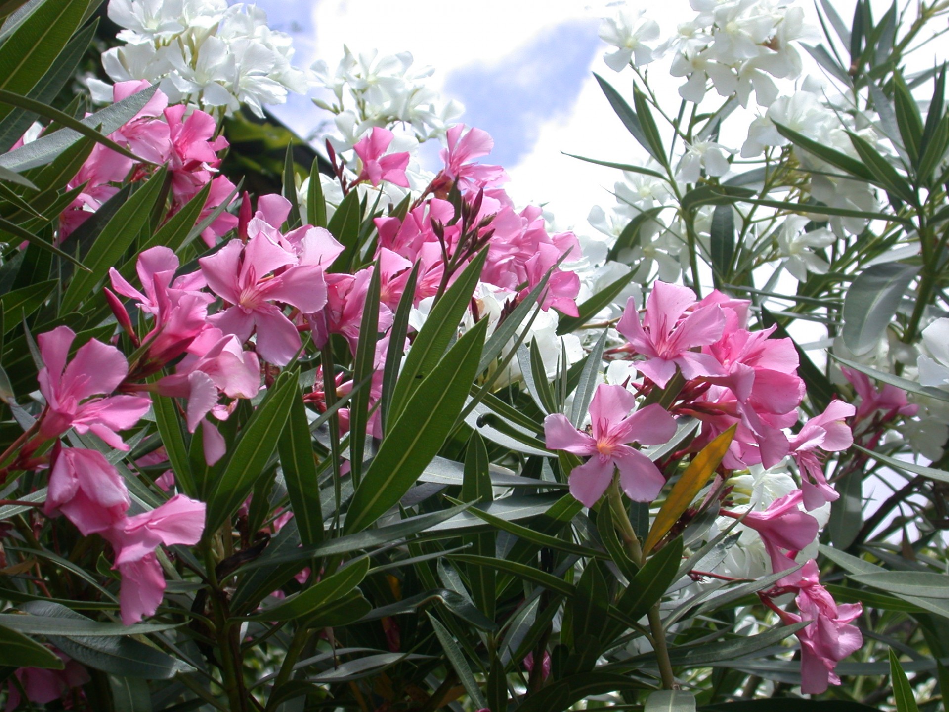 Oleander Free Stock Photo - Public Domain Pictures