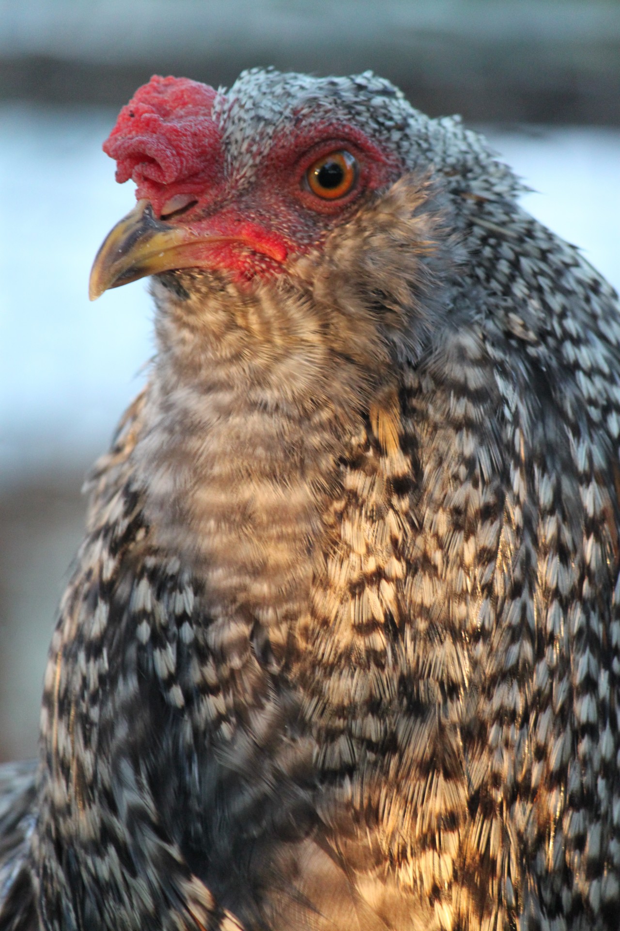 Mixed Breed Chicken