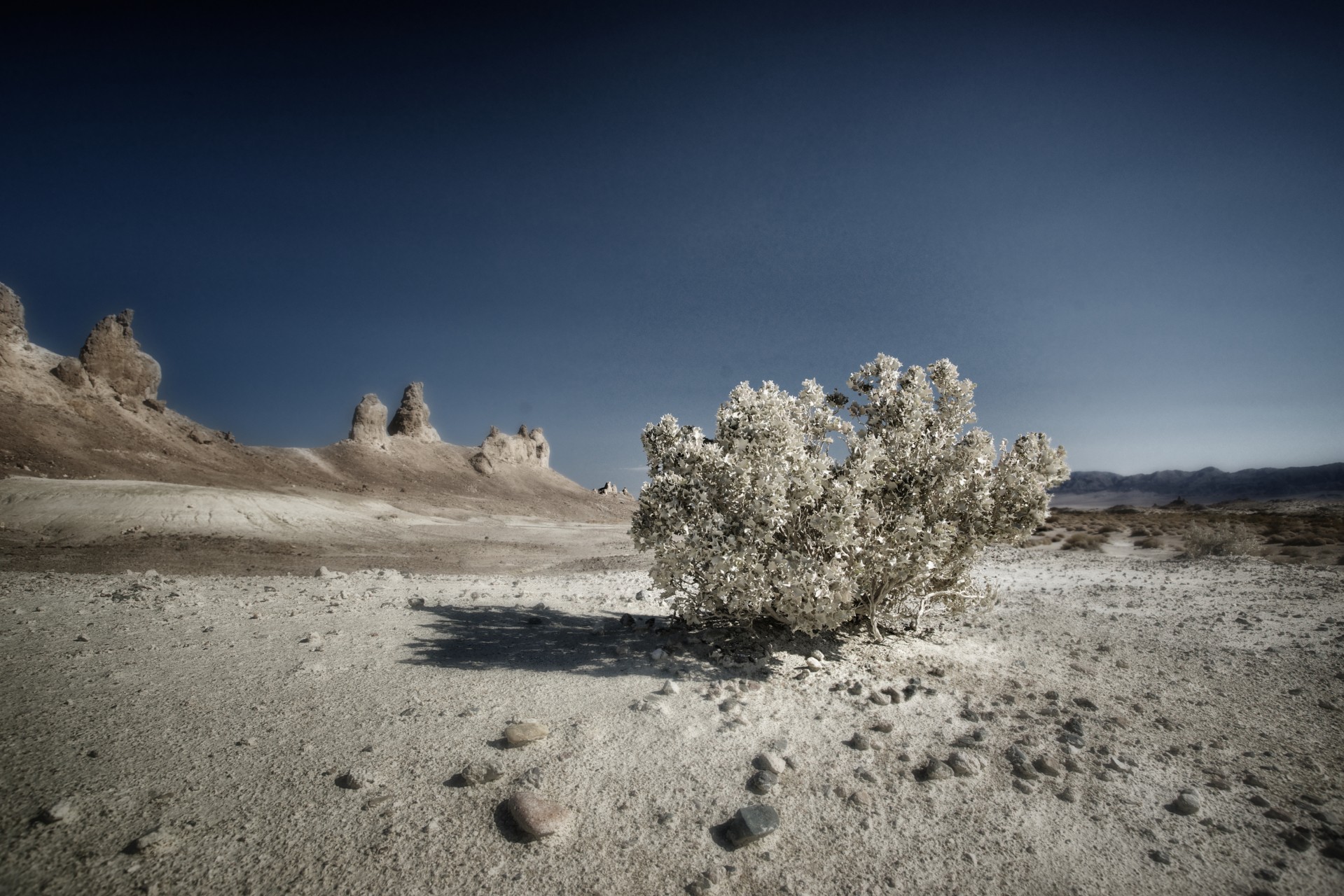 Monochrome Desert Bush