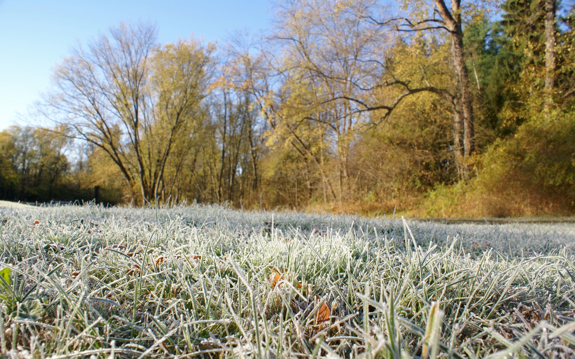 Morning Frost On Grass