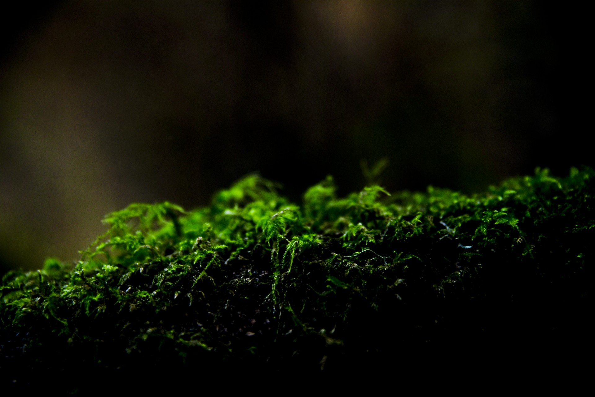 Green moss on a log in the forest