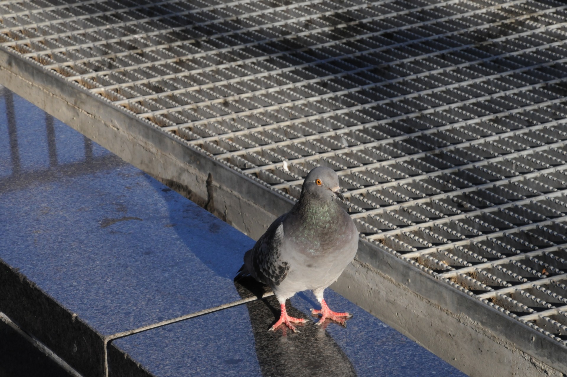 Pigeon In The City