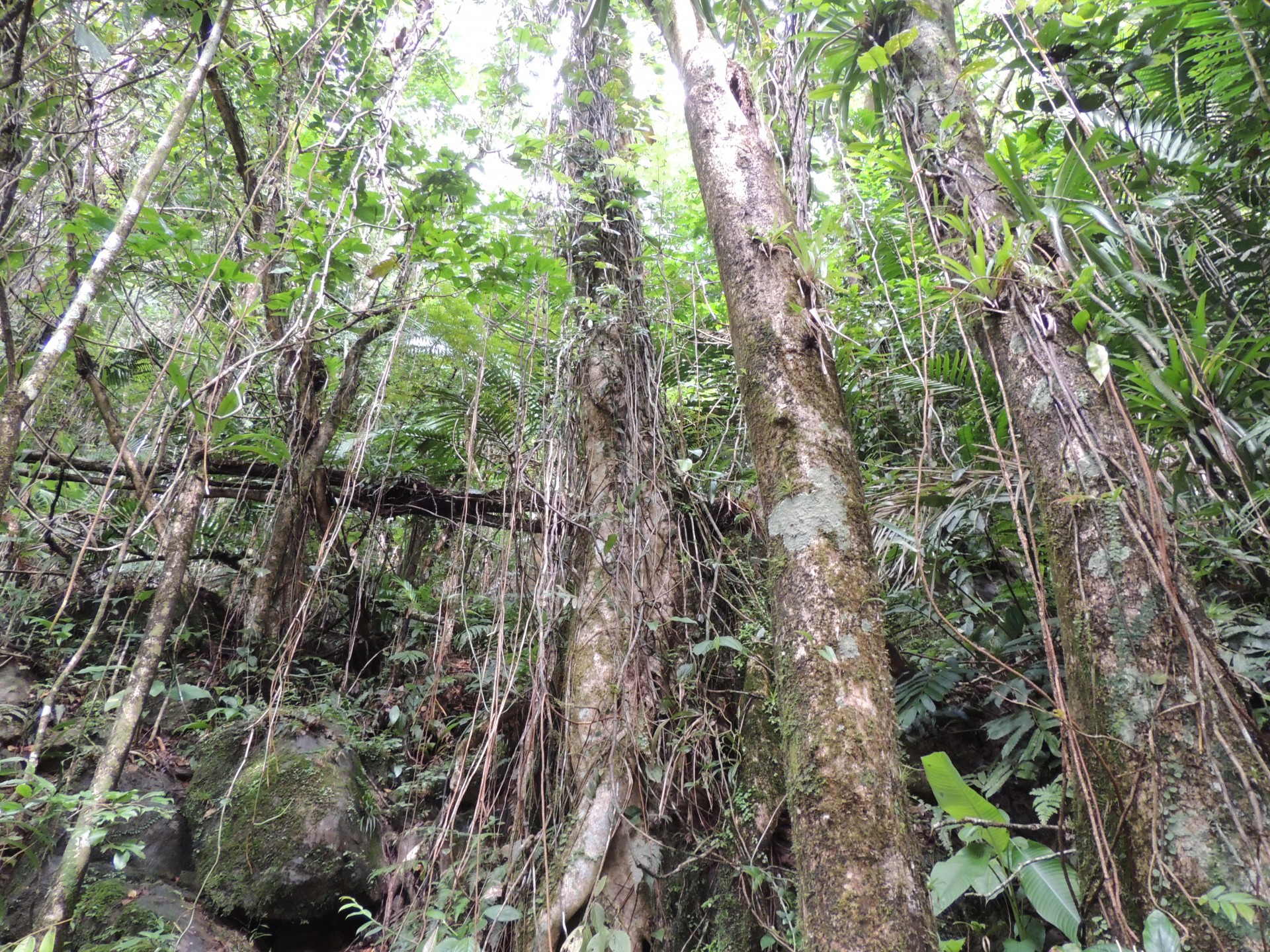 Puerto Rican Rain Forest