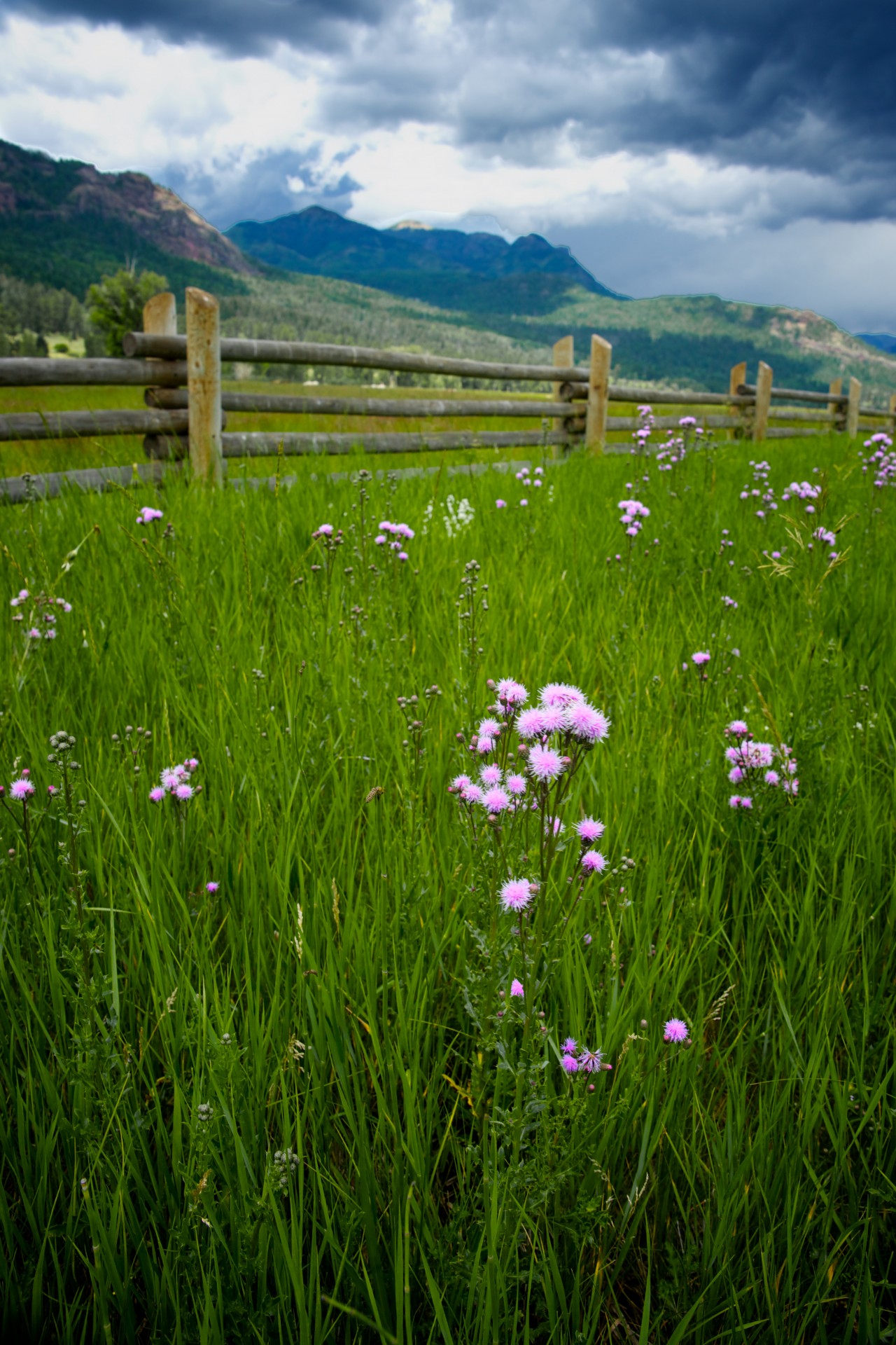 Purple Wildflower In Grass